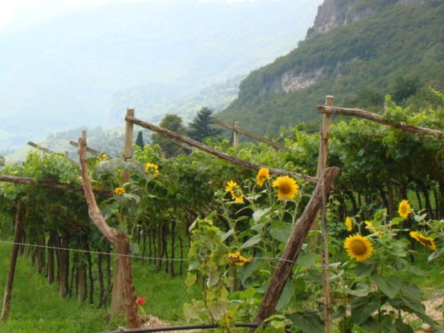Villa Lagarina Agritur Maso Spezialヴィラ 部屋 写真