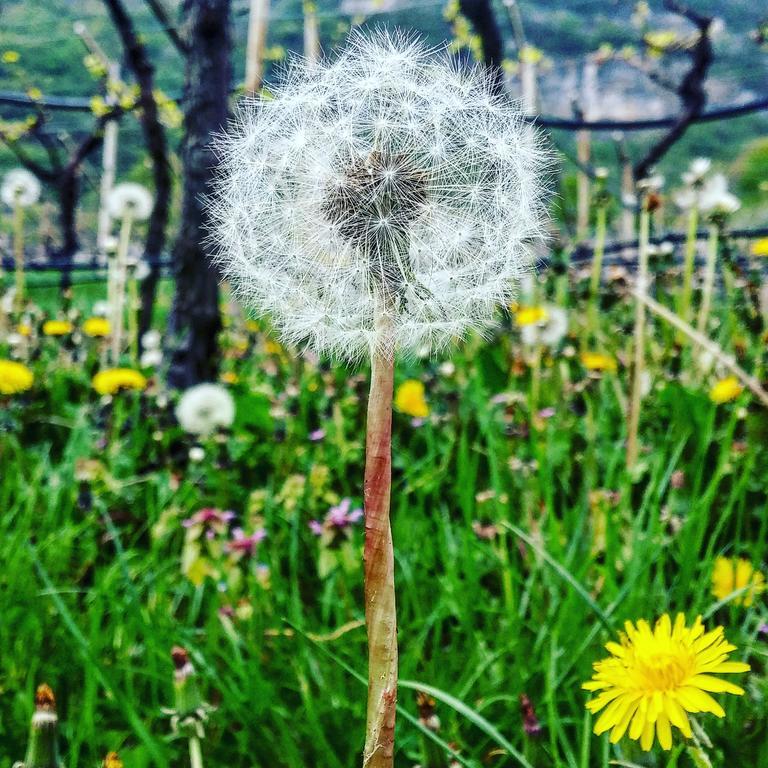 Villa Lagarina Agritur Maso Spezialヴィラ エクステリア 写真